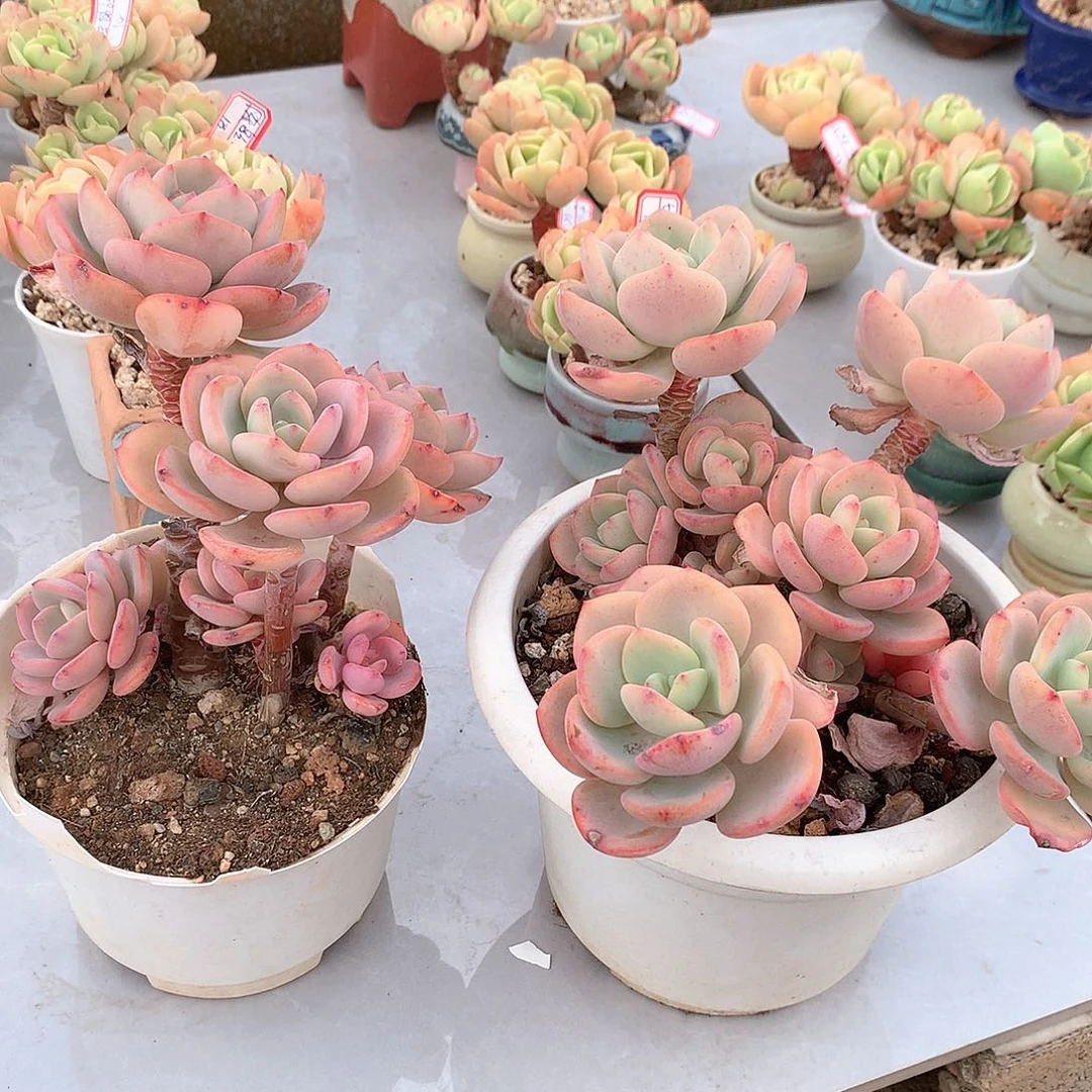 白月光多肉植物两颗