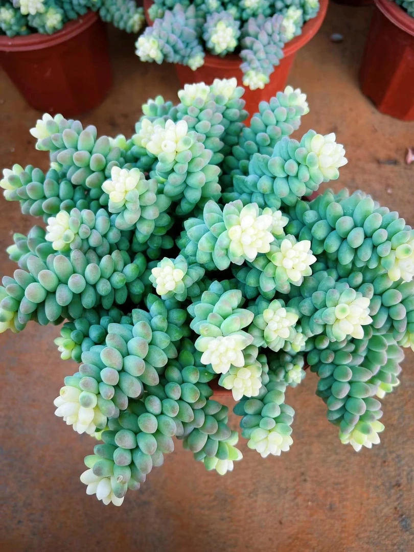 初衷  雪花玉坠（带盆土） 多肉植物新手好养室内庭院盆栽花卉