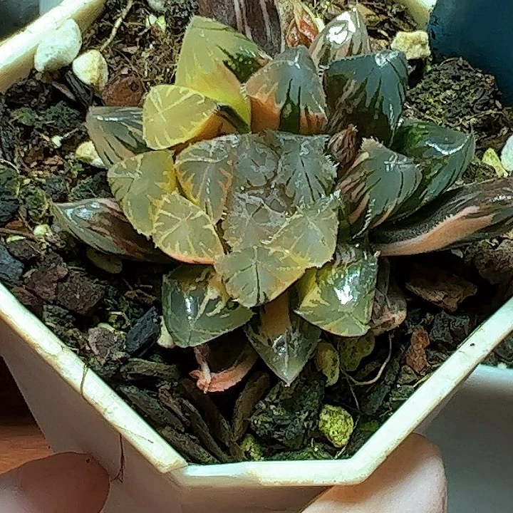 恭喜发财大吉大利0237