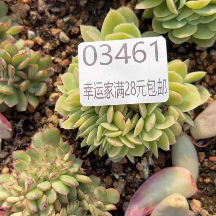 幸运的是我的朋友们一起