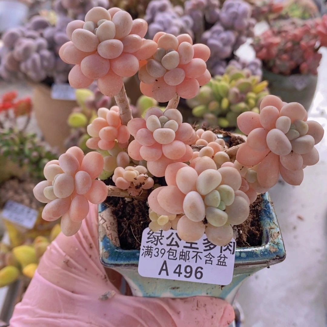 洛可可9cm496多肉植物