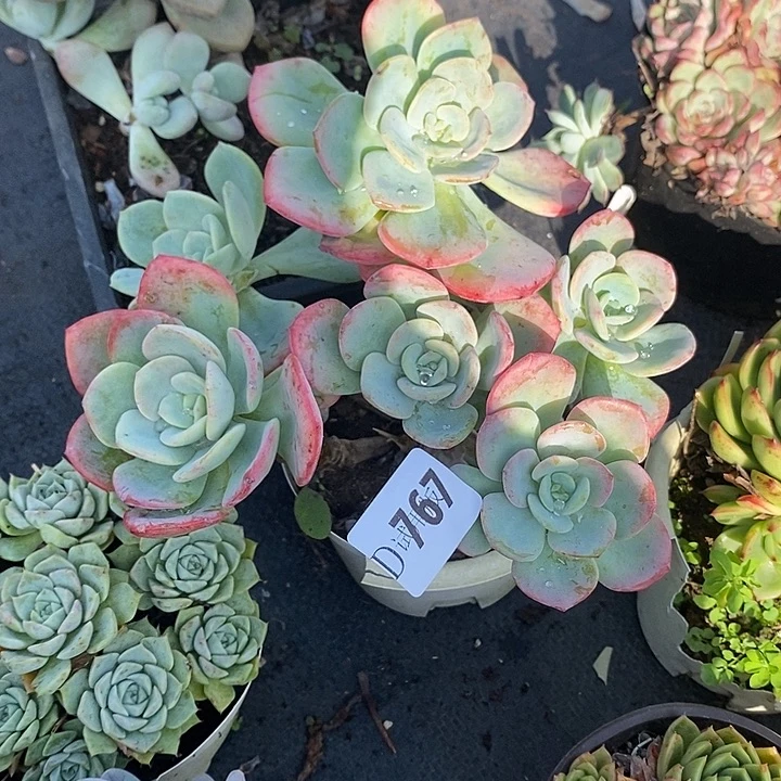 平***3767白月光多肉植物多肉