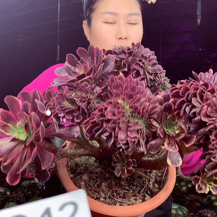 柒柒精品多肉脱土发货不包断侧枝942