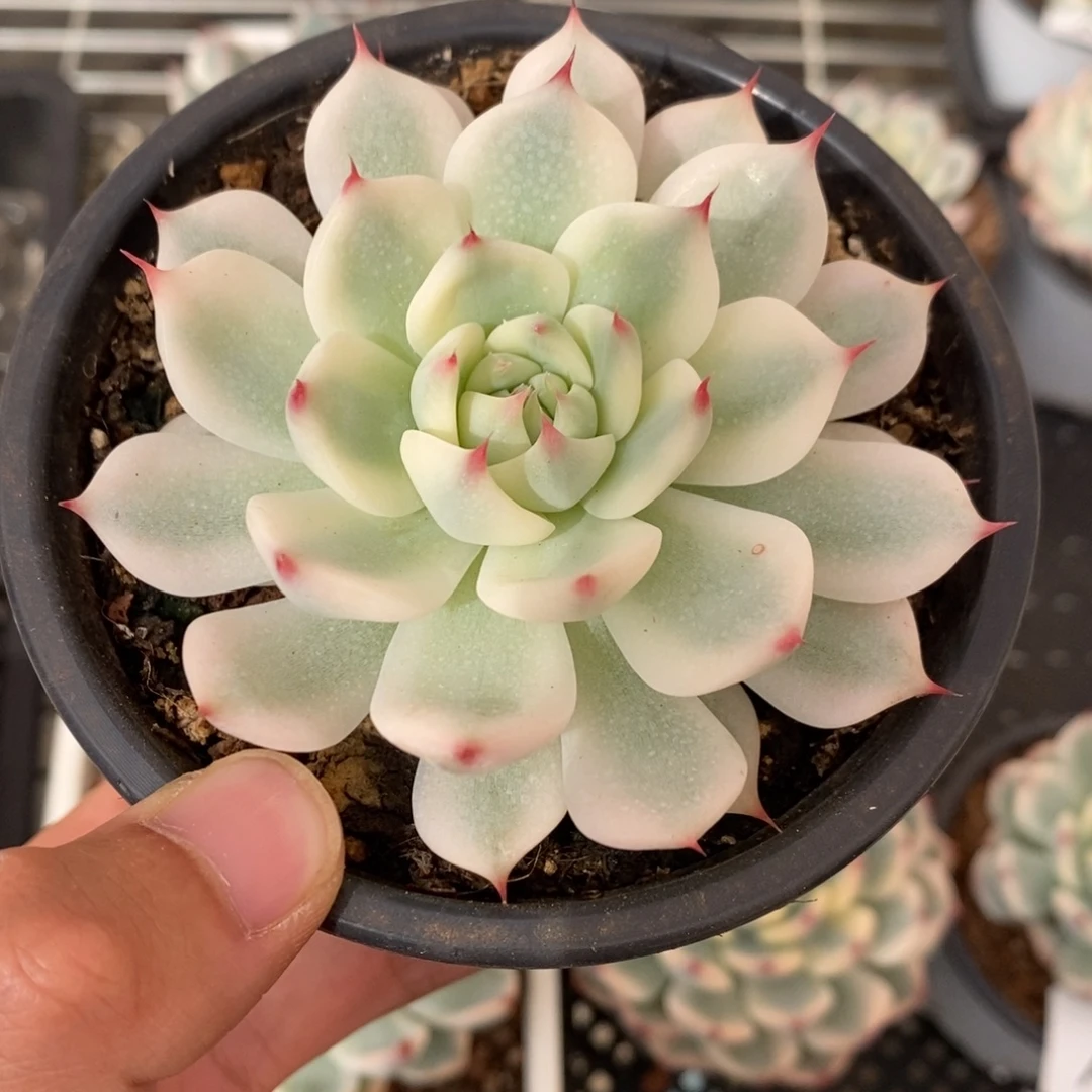 吉娃娃锦多肉植物A297