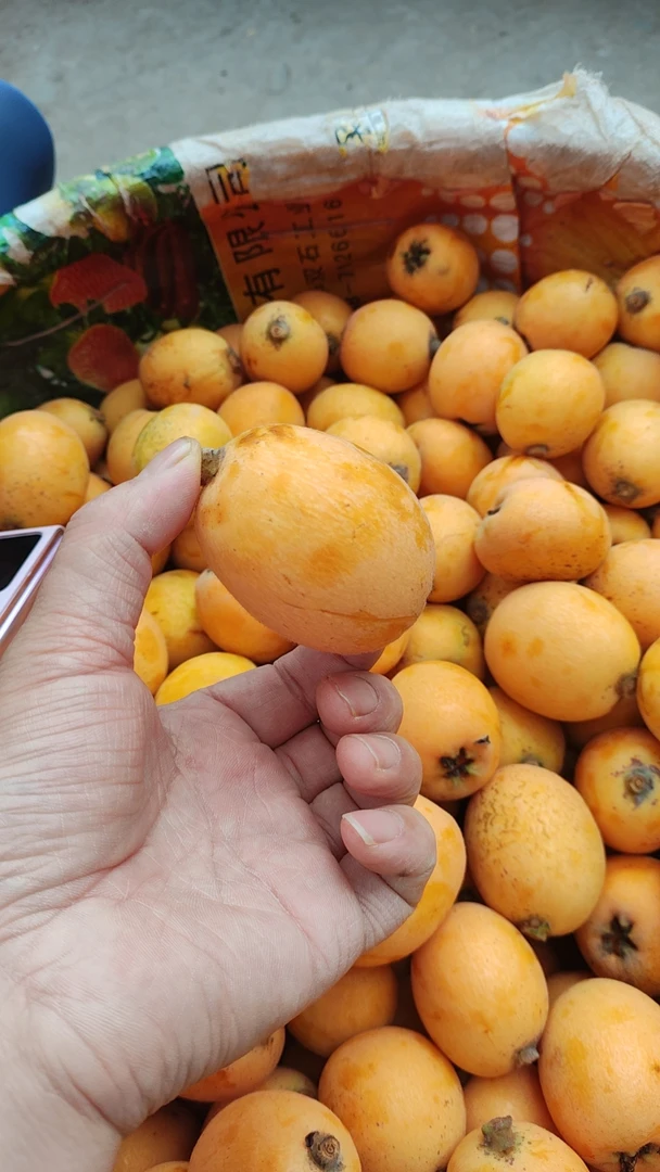 **「当季鲜甜生态枇杷·润喉养肺产地直发」**