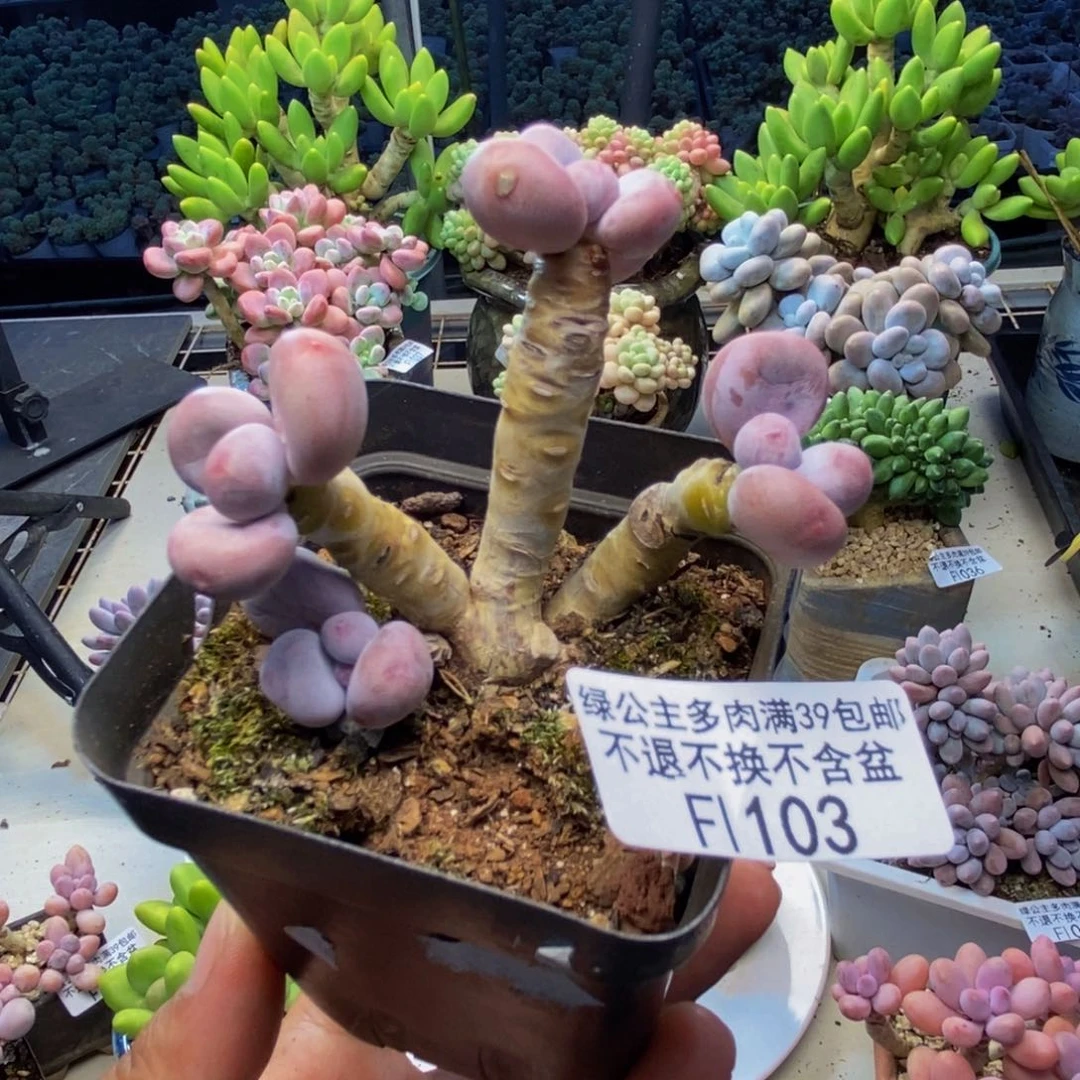 雪*103蛋黄奶多肉5c m