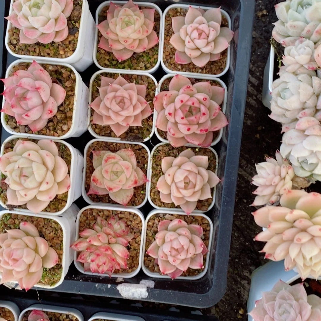 2-535 新疆西藏内蒙不发货 零下不拍保温箱不包损