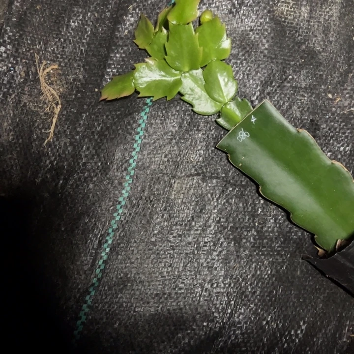 086嫁接多叶片小苗一颗4号