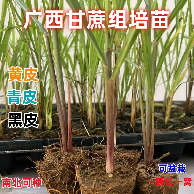 广西黄金水果甘蔗苗皮薄肉厚黄皮甘蔗苗组培苗南北四季栽带土发货