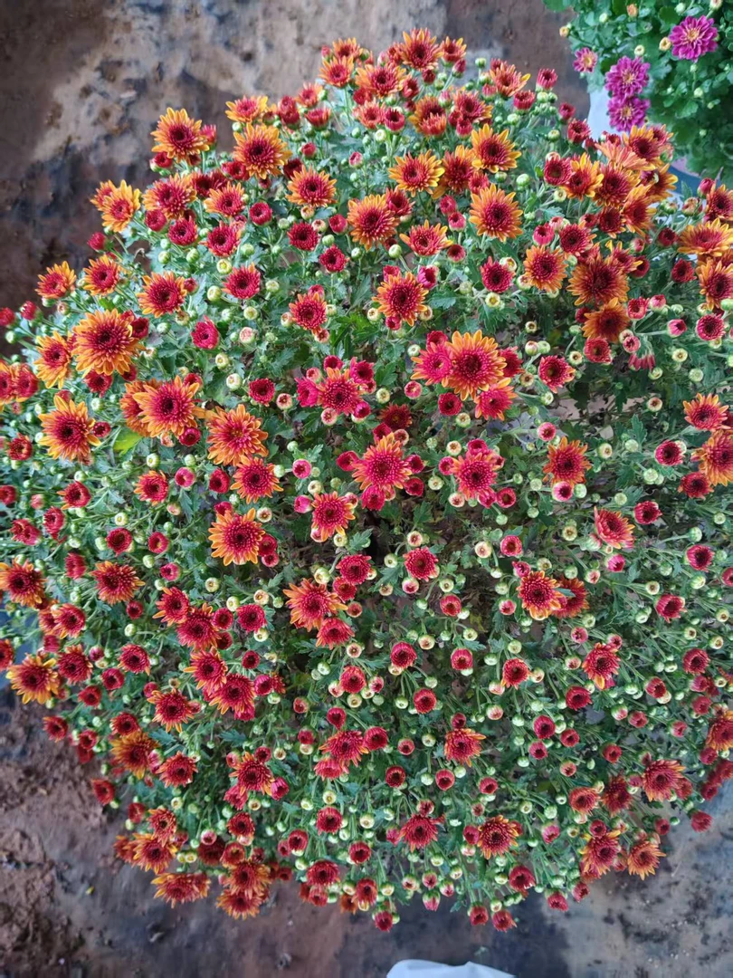 【夕阳橙】球菊盆栽多年生爆花强新手易养护发货快