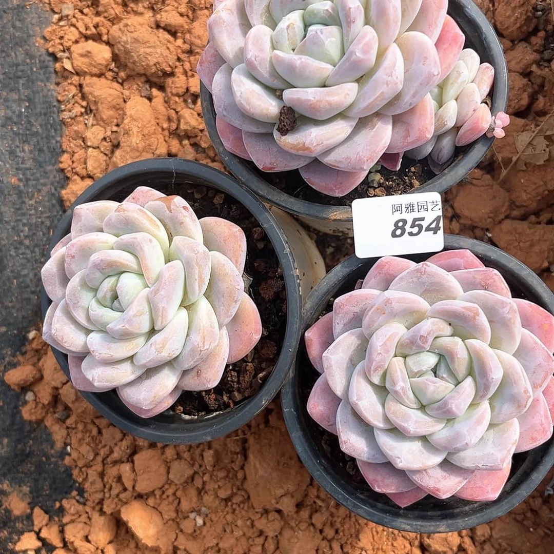 阿雅园艺。         854