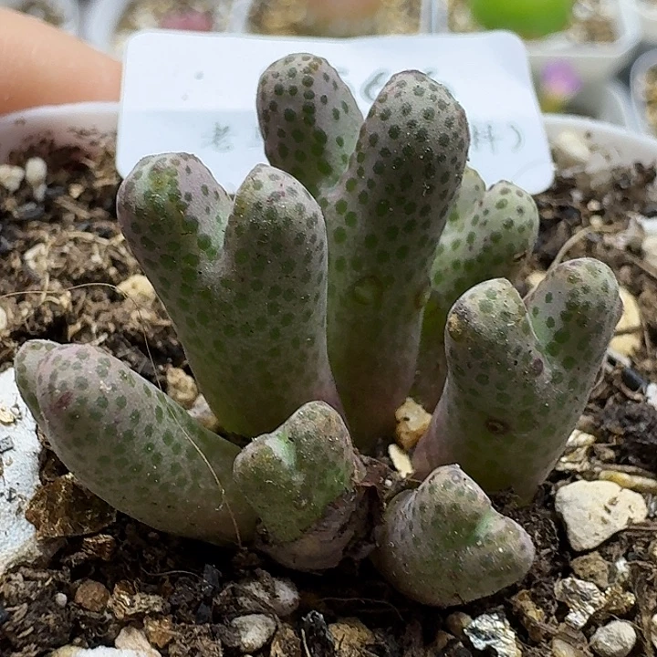 老马生石花95d斑马2566