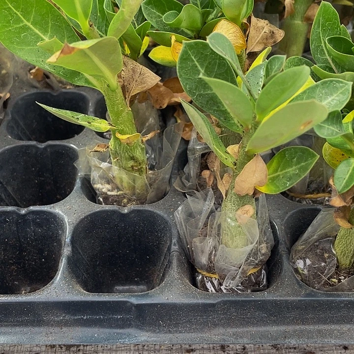 沙漠玫瑰2.8带土发货