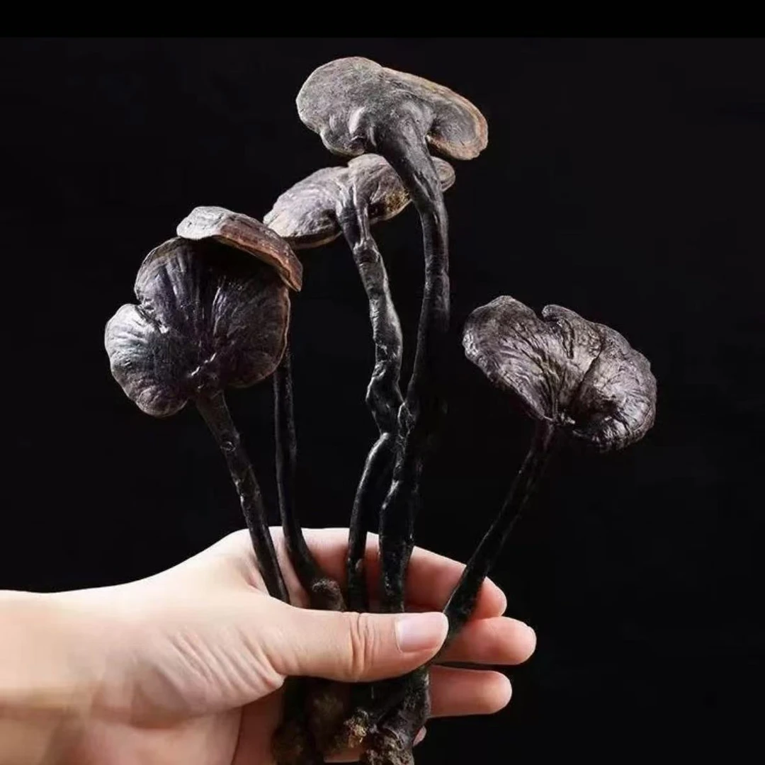 正宗农家优选竹节灵芝干货泡茶煲汤佳品