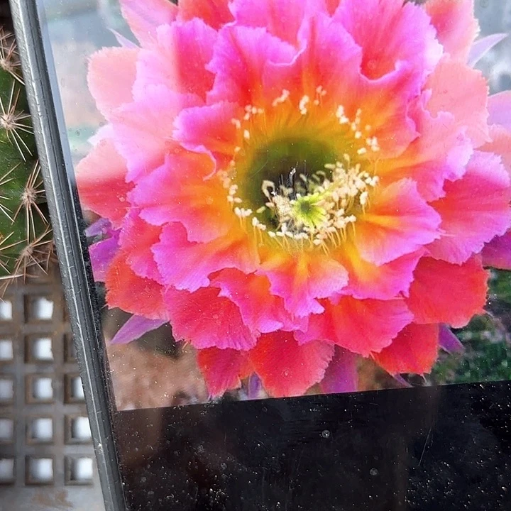 光辉灿烂彩20包邮仙人球瑕11