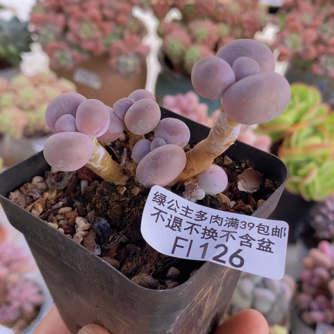 橙奶5cm126多肉植物
