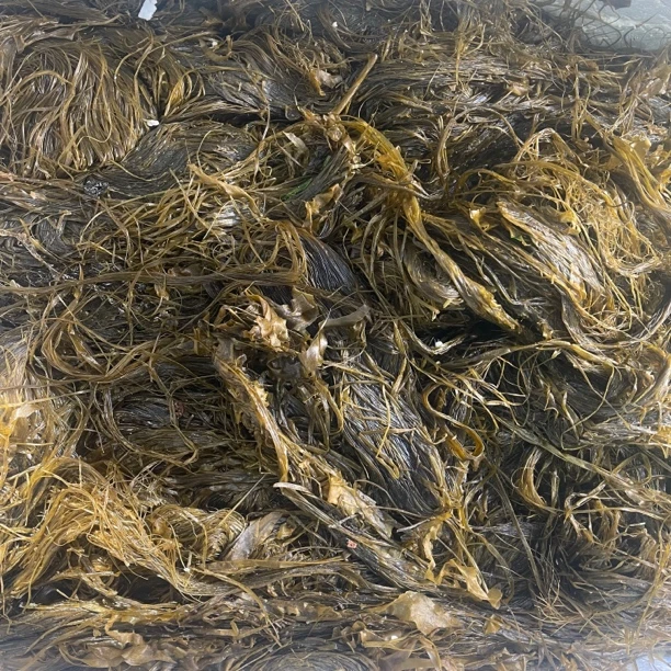 大连长海县海麻线 4斤顺丰包邮