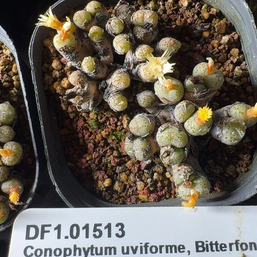 1.01513肉锥整盆脱土发