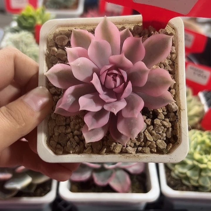 79号粉蝶锦多肉植物