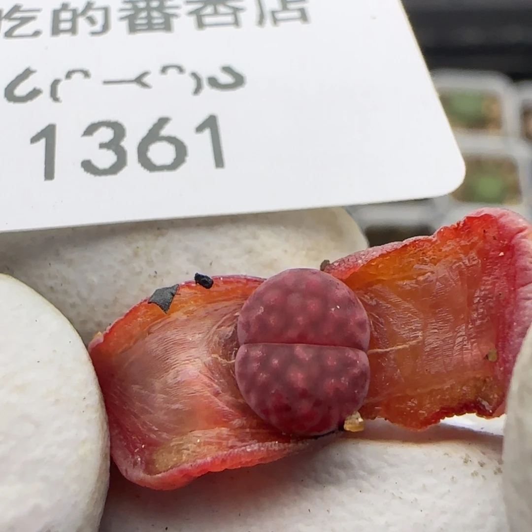 1361。元旦福利。。。。。。