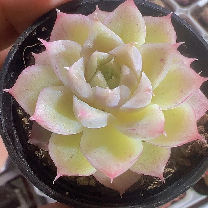 女王麦秆精品多肉植物