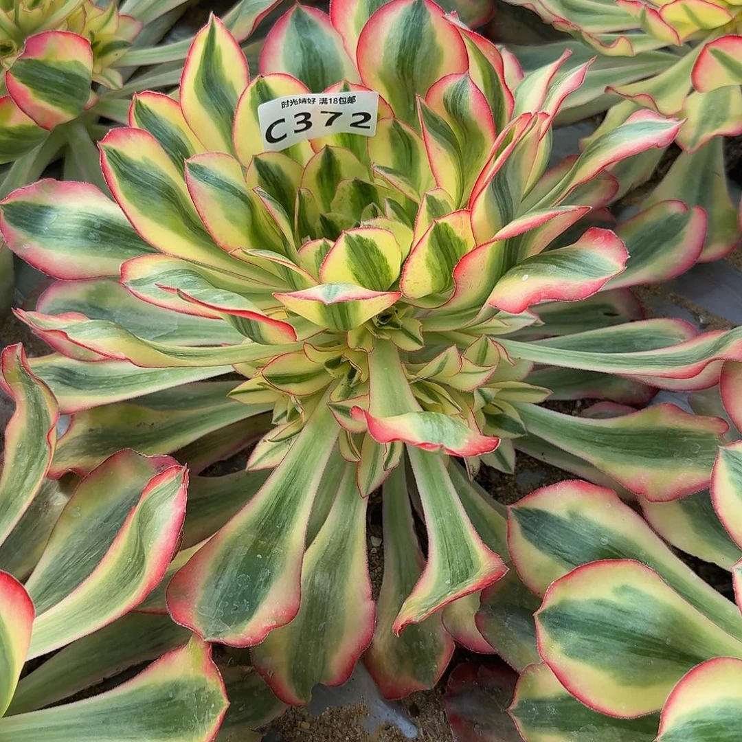 372爱丽丝。多肉植物