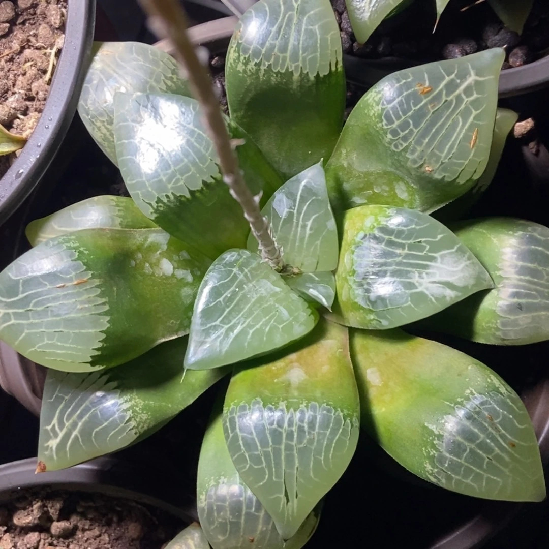 大实生寿一物一拍