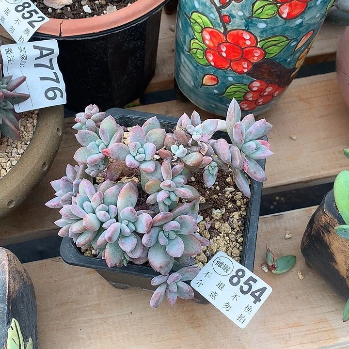 奥普琳娜朵朵缀 全场8折 非偏远38包邮 需延迟