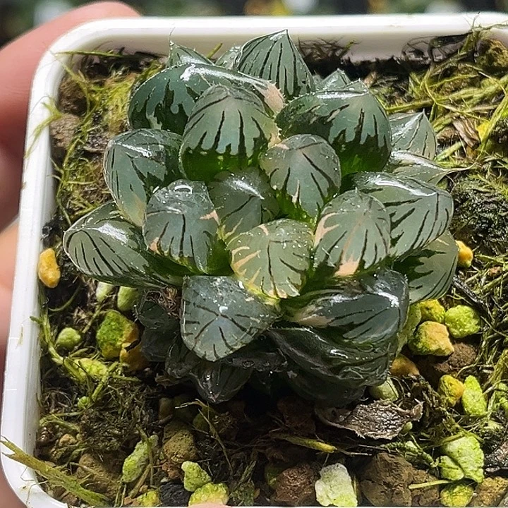 202多头龙爪玉露锦