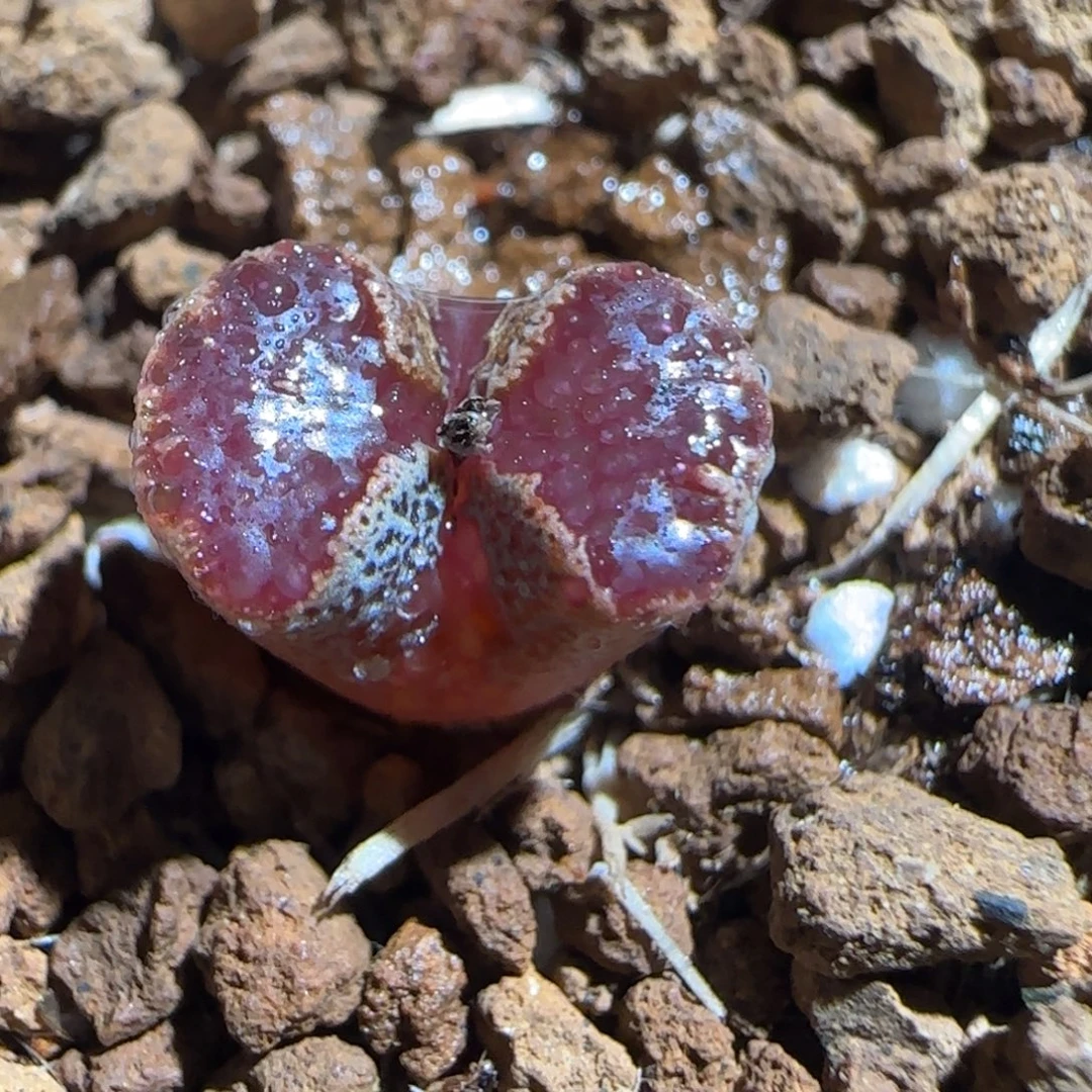 肉锥多肉植物组合-蝴蝶1685
