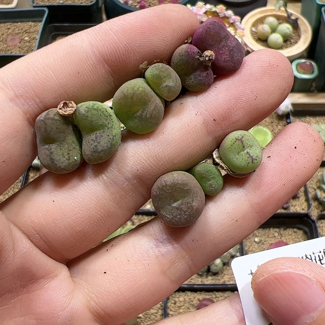 【闪购商品】216 开播福利