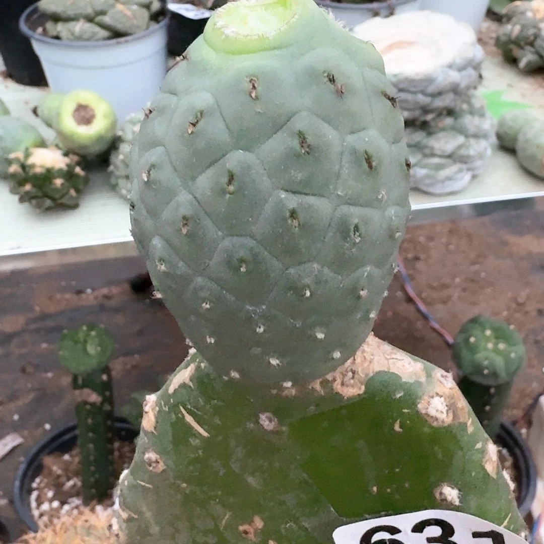 【闪购商品】无花朵大型绿皮洞洞631