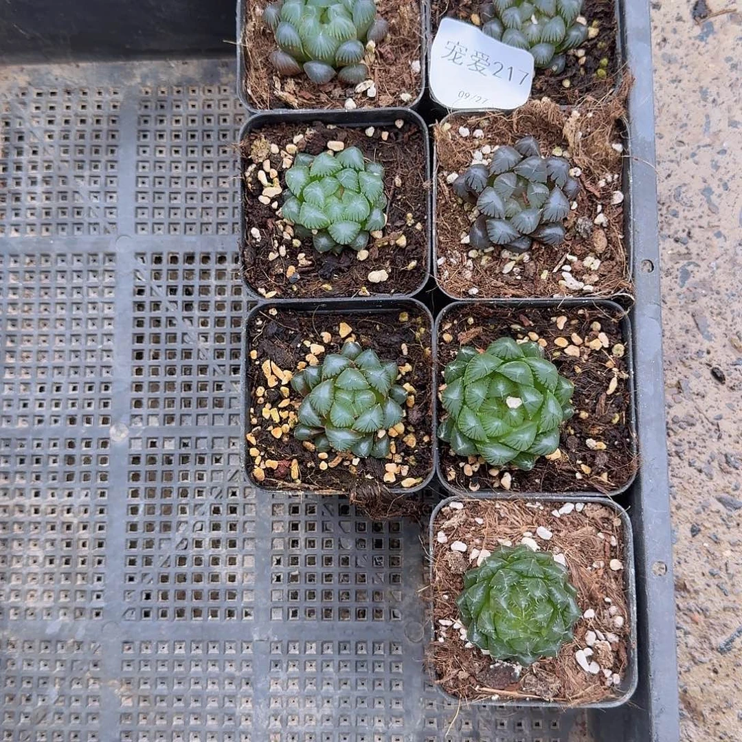 直播福利一物一拍217