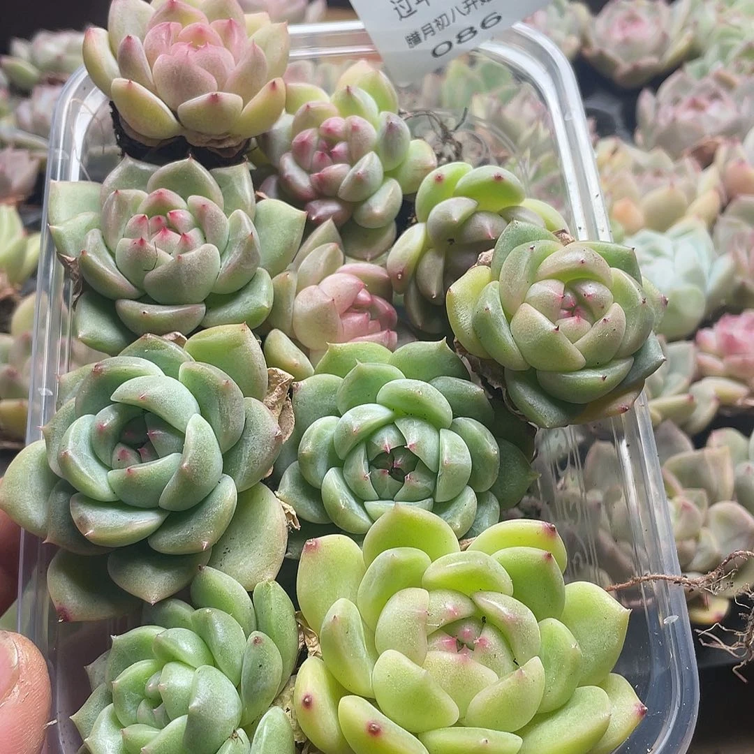 夜*珍妮混一物一拍086