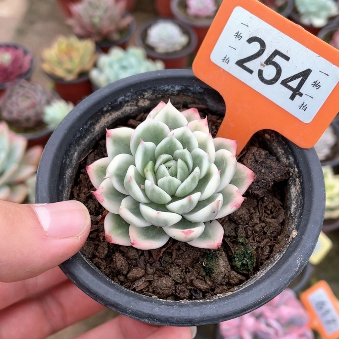 【闪购商品】254号