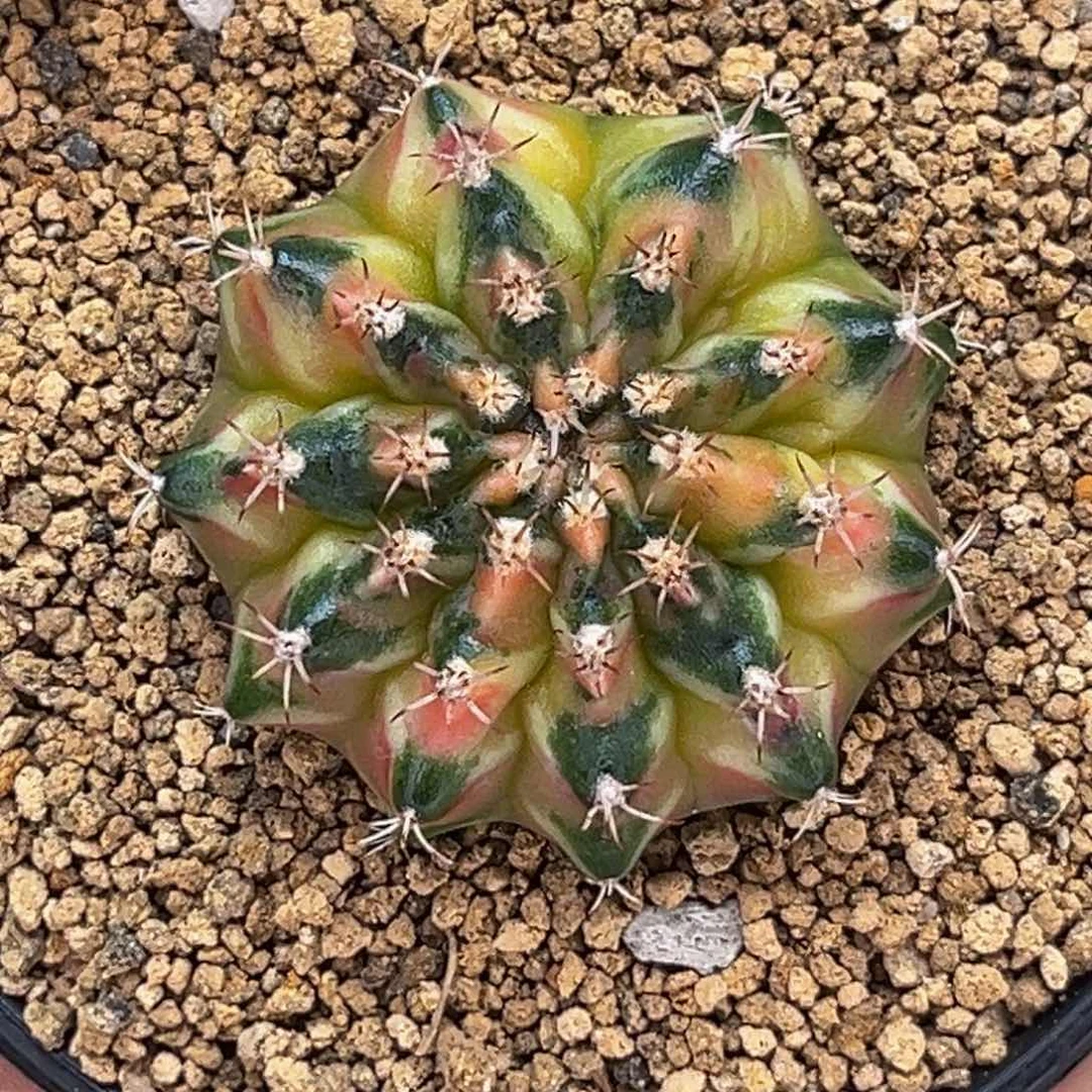 乌贼海神锦 米哈仙人球