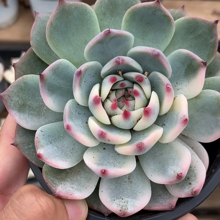 吉娃娃锦多肉植物A3131