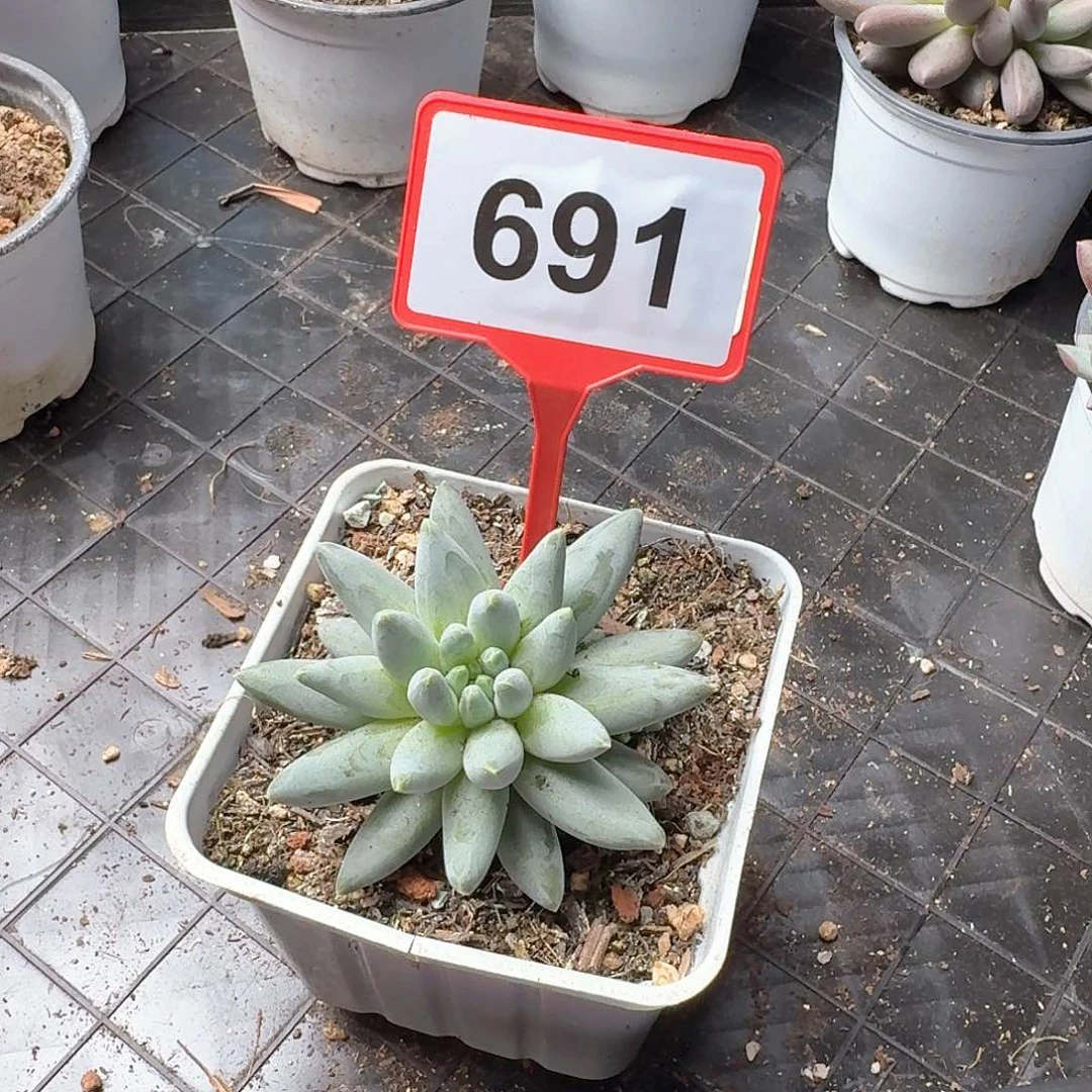 姜子牙多肉植物691