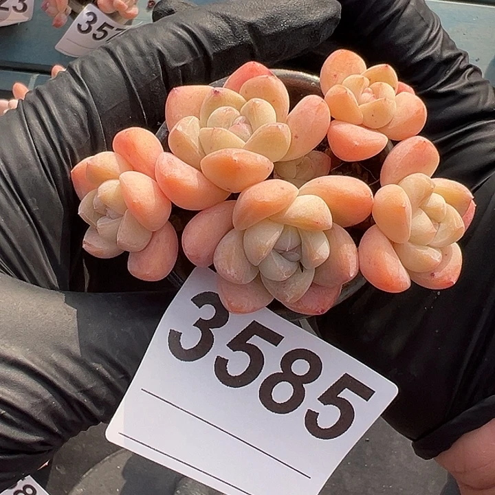 3585，六头冰玉带盆发