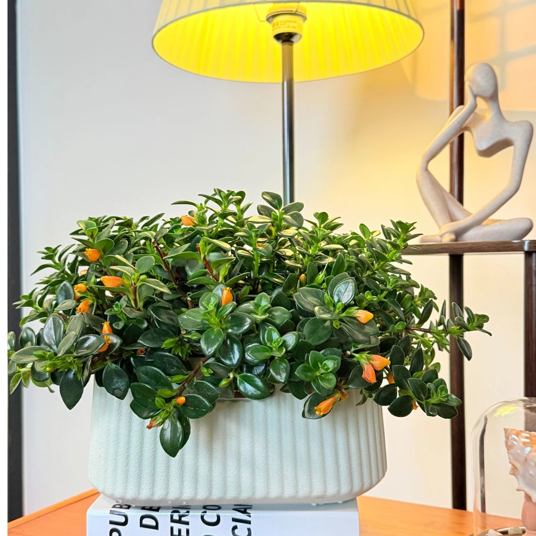 【金鱼吊兰带花苞】耐寒花卉盆栽卧室内绿植阳台客厅招财植物除甲醛