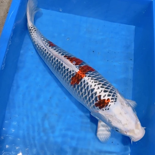 海水赤木芒果孔雀