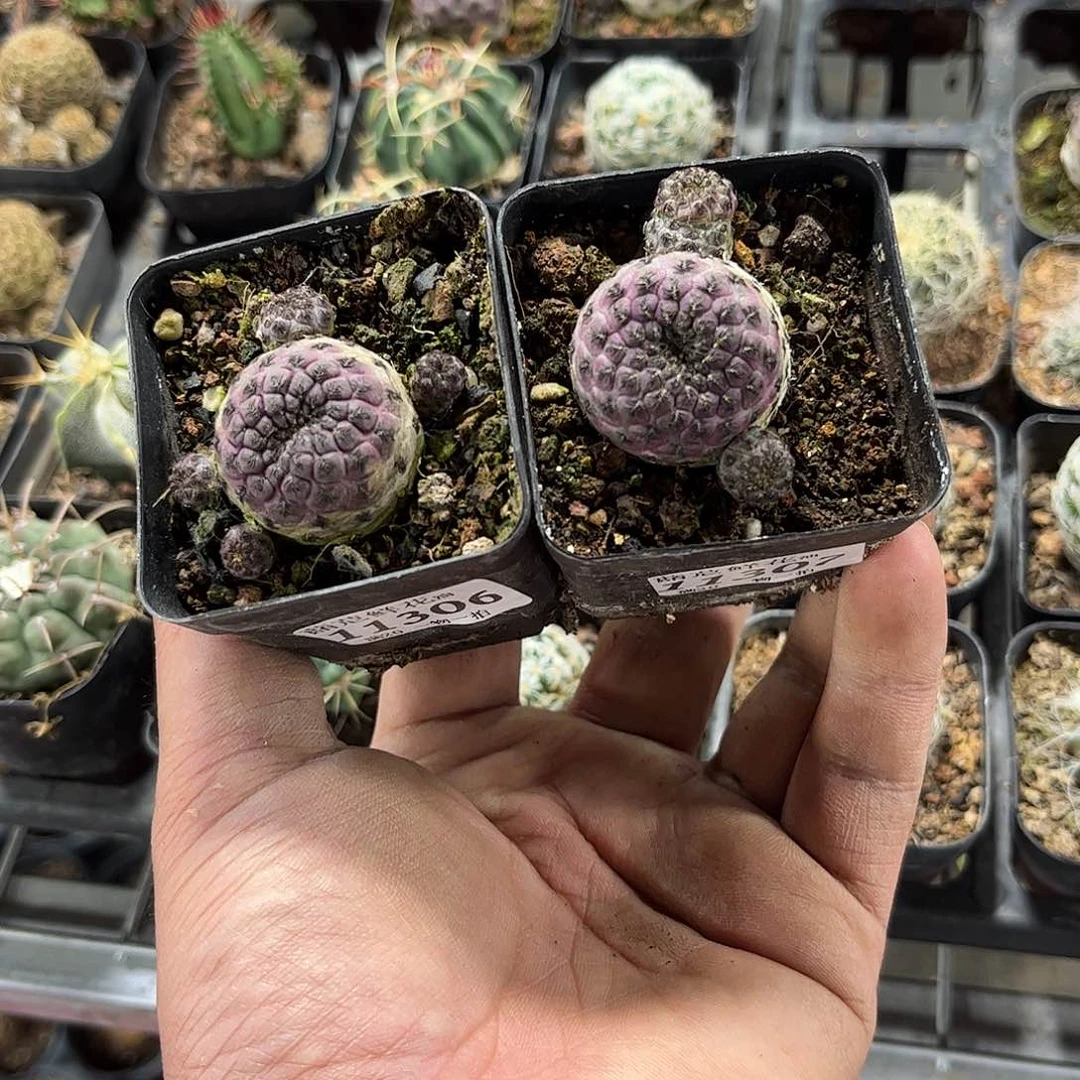 R***o11306-11307一物一拍