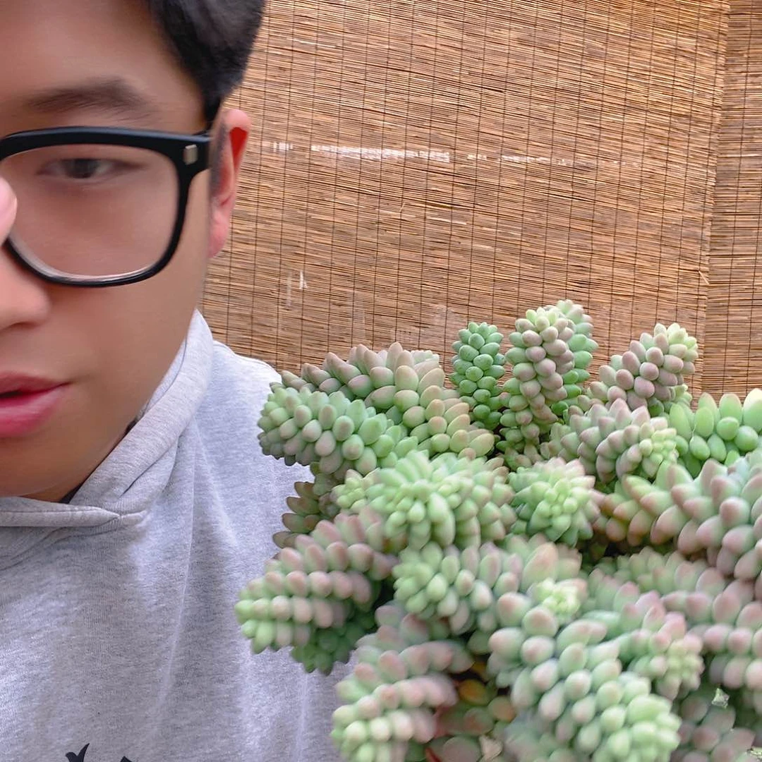 超大彩虹玉坠带盆土特价