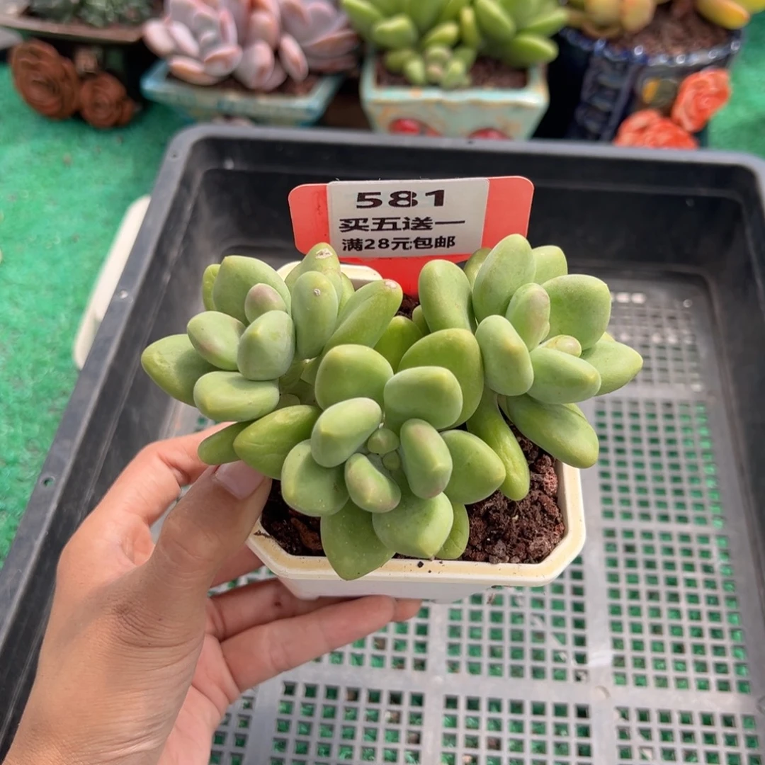 表妹精品多肉植物581.