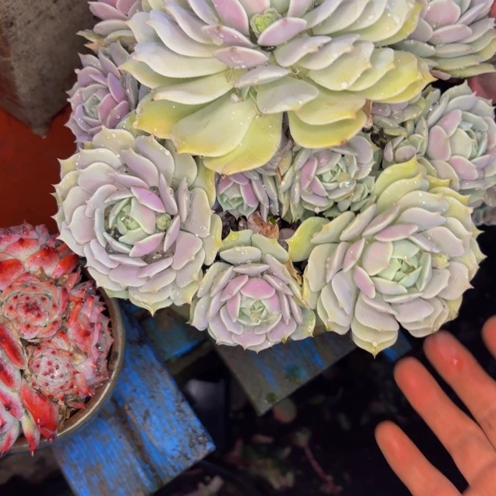 ****笑老桩精品肉肉露娜娜莲