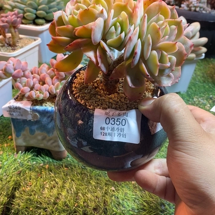 满***柴0350啊啊啊啊啊啊啊啊啊啊啊