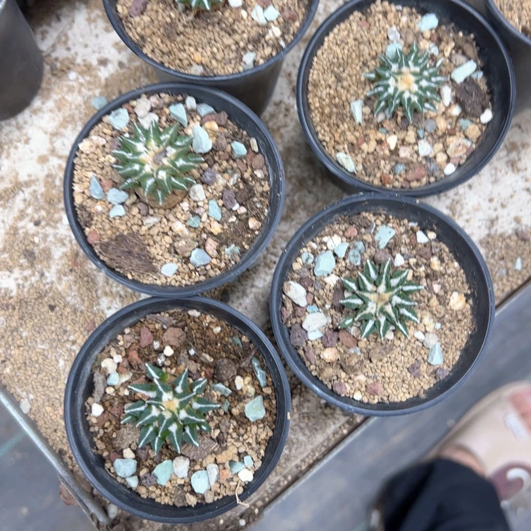黑牡丹一颗仙人球多肉植物