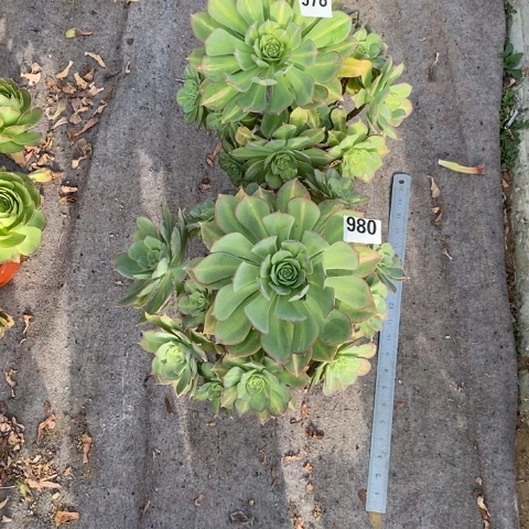 廣**总两颗黄中斑多肉植物法师不包损