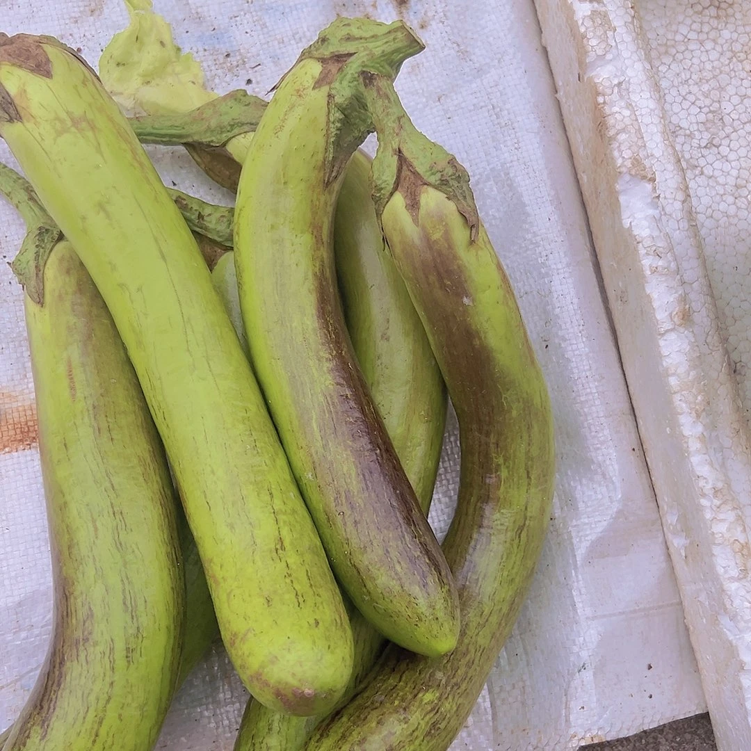 一***中国大陆农家绿茄子