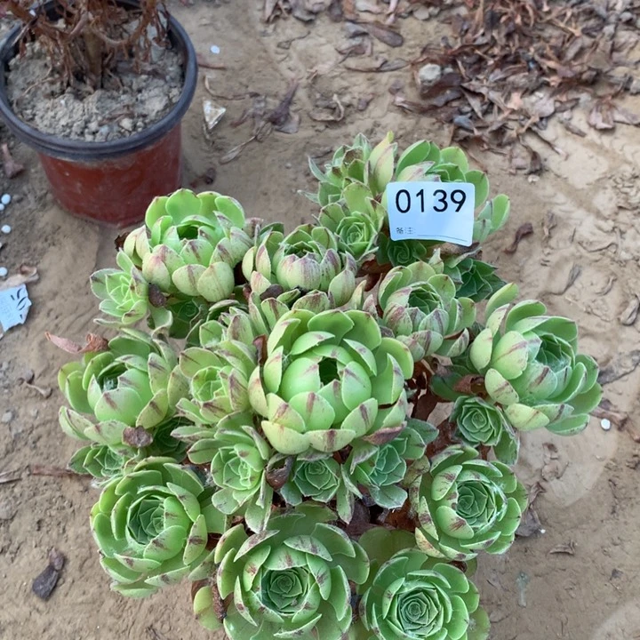 0139万拉丝手棚1号棚